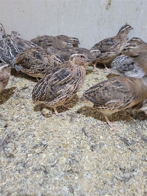 12 Jumbo Fertile Coturnix Quail Hatching Eggs Npip Ebay