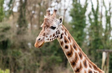 Visit Rothschilds Giraffe A Zoo With Rothschilds Giraffe • Paignton Zoo