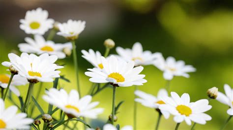 Wallpaper Sunlight Flowers Nature Grass Field Green Yellow