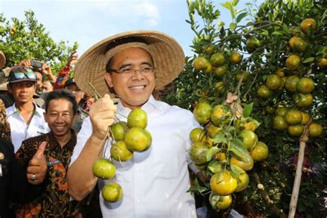 Banyuwangi Merdeka Banyuwangi Jadi Pilot Project Sentra Jeruk