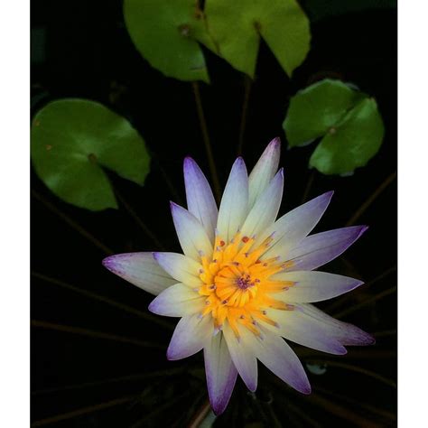 Flower Nymphaea Alba Plant-20 Inch By 30 Inch Laminated Poster With ...