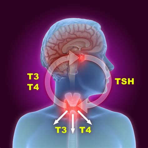 3d Illustration Of The Thyroid Gland And Pituitary Gland Part Of The