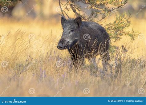 Wild Boar in Natural Habitat on Veluwe Stock Photo - Image of head ...