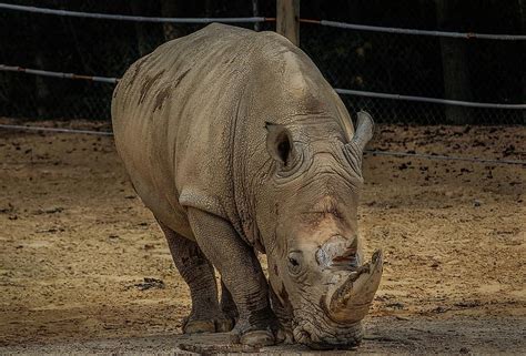 Animal Wild Animal Rhino Africa Animal World Horn Armor Isolated