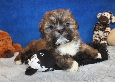 Lhasa Apso Puppies For Sale Long Island Puppies