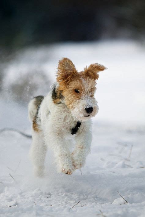 180 Best Wire Haired Terrier ideas | wire haired terrier, terrier, wire fox terrier