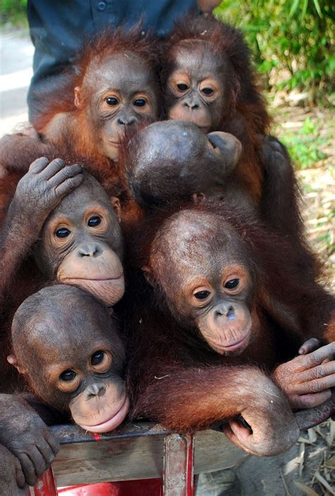 There’s nothing more fun than this barrow full of monkeys