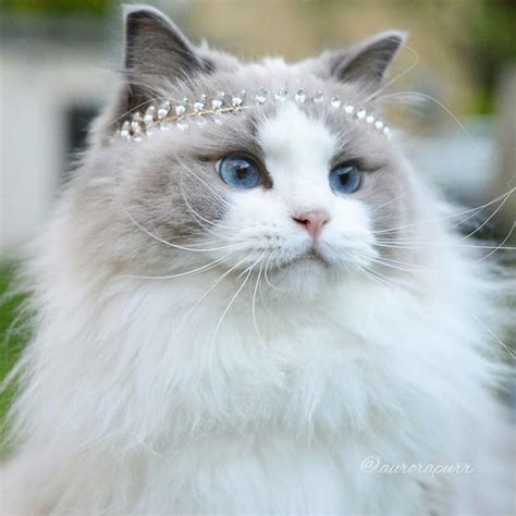 Aurora La Gata Que Posa Como Una Princesa En Instagram