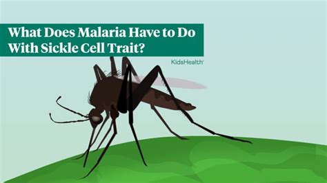 Whats The Connection Between Sickle Cell Trait And Malaria