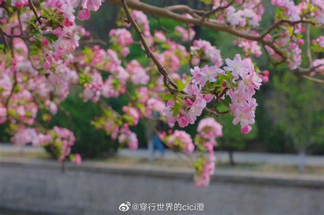 北京赏花｜又是一年海棠映花溪🌸 知否，知否。海棠花儿已开盛元大都城垣遗址公园海棠花溪新浪新闻