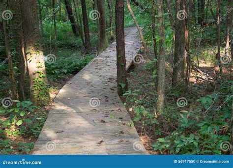 Boardwalk Path Thru The Woods Stock Photo Image Of Leading Walkway