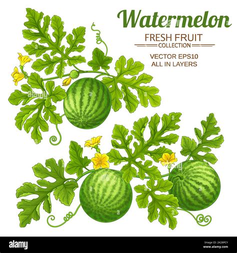 Watermelon Plant With Fruits Vector Set On White Background Stock Photo