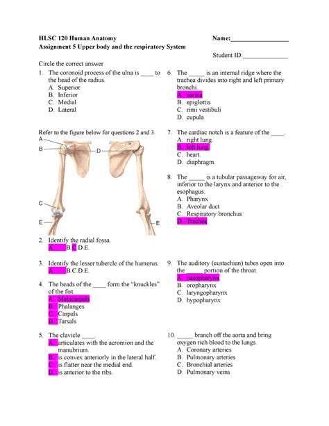 Fall 2022 Assignment 5 Questions HLSC 120 Human Anatomy Name