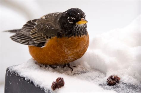 Winter Robin is Back! » Focusing on Wildlife