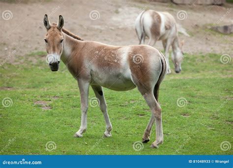 Hemionus Kulan Do Equus De Turkmenian Kulan Imagem De Stock Imagem De