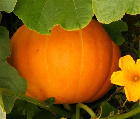 Pumpkin: Small Sugar #93 – Best Cool Seeds