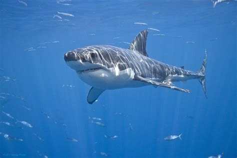 Young Male Great White Shark A Young Male Great White Shar Flickr