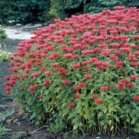 Monarda Gardenview Scarlet Bergamotplant Gardenview Scarlet Kopen