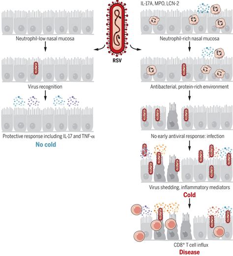 Neutrophilic Inflammation In The Respiratory Mucosa Predisposes To RSV