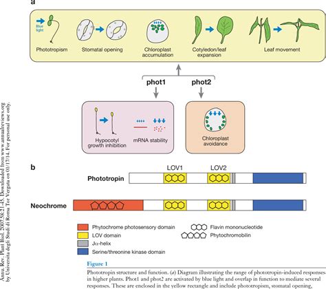 Figure From Phototropin Blue Light Receptors Semantic Scholar