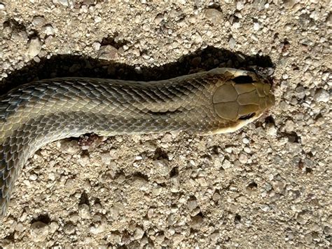 Western Patch Nosed Snake From La Paz B C S MX On November 18 2023