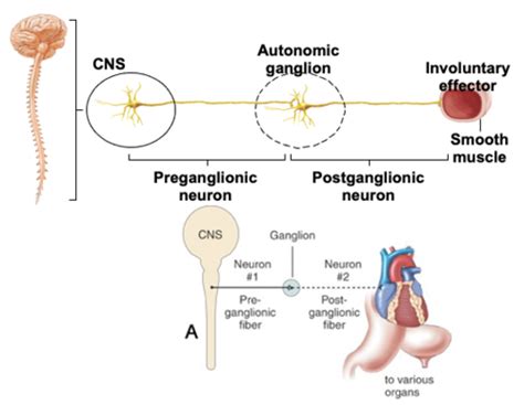 Autonomic Nervous System Flashcards Quizlet