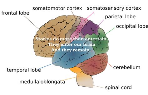 Cerebrum Lobes