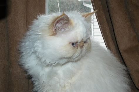 Luca 7 Month Old Flame Point Himalayan Persian Cat Cats 7 Month Olds