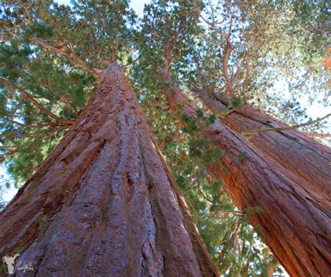 The Ultimate Sequoia National Park Traveling Guide - Uplifting Mayhem