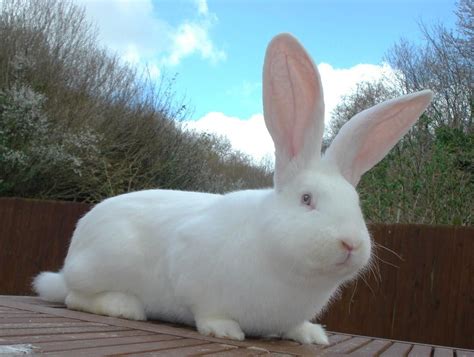 Giant Continental Blue Eyed White Animals Animal Pictures Flemish