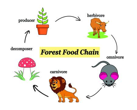 Forest Food Chain