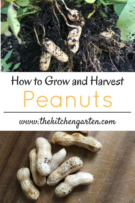 How To Grow And Harvest Peanuts Vegetable Garden Planner Organic