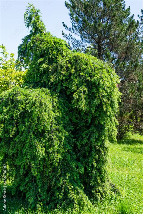 Weeping Himalayan Cedar Cedrus Deodara Pendula Growing In Spring