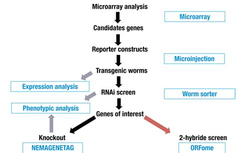 Functional Genomics Ciml