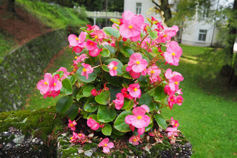 Come Prendersi Cura Della Begonia Ohga