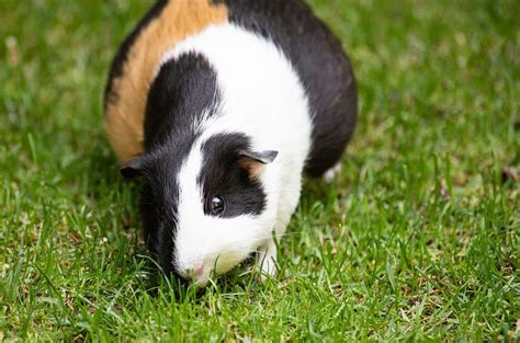 Why Is My Guinea Pig Grinding His Teeth?