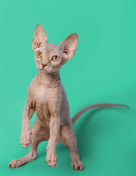 Sphynx Cat Care Purebred Kitties