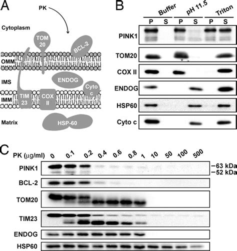 The Kinase Domain Of Mitochondrial Pink Faces The Cytoplasm Pnas