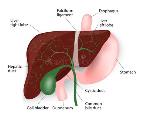 Liver Gallbladder Esophagus Stomach And Duodenu Stock Vector Image