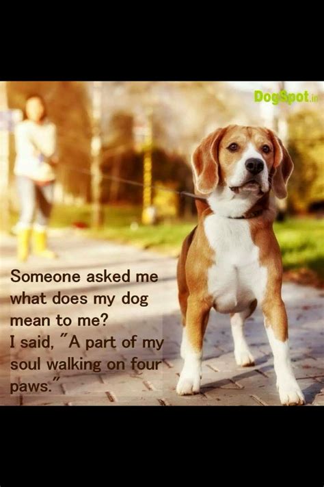 The ultimate beagle humor beagle memes and funny beagle dog pics – Artofit