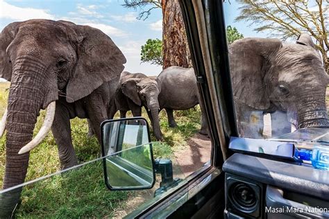 6 Tage Masai Mara Serengeti Und Ngorongoro Auf Einem 4x4 Landcruiser