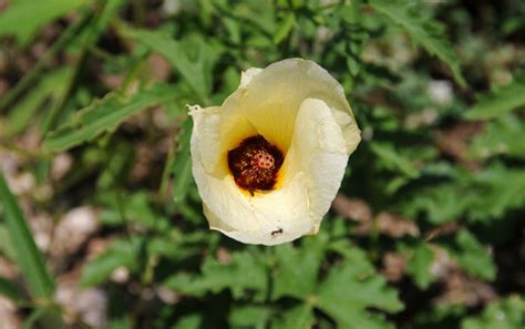 Hibiscus Coulteri Desert Rosemallow Southwest Desert Flora