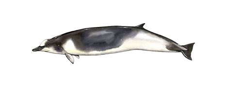 Shepher S Beaked Whale Marysya Rudska