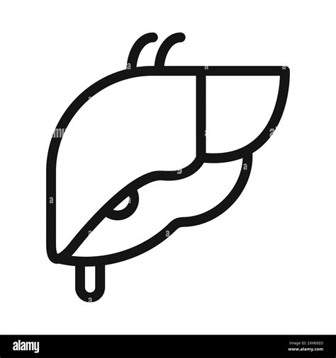 Liver Organ Icon Vector Symbol Or Sign Set Collection In Black And White Outline Stock Vector