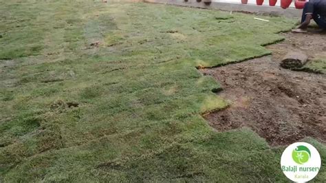 Natural Green Nilgiri Grass Carpet At Rs 11 Sq Ft Natural Grass