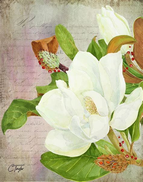 Sweet Magnolias Mixed Media By Colleen Taylor Fine Art America