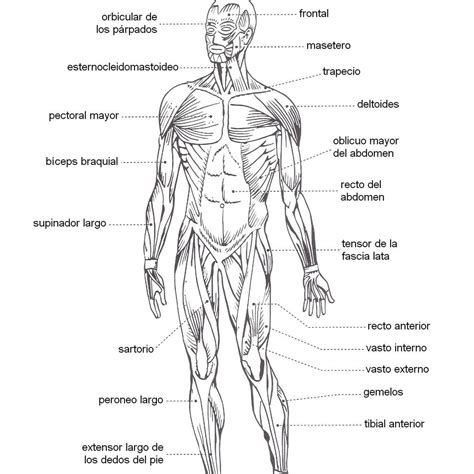 En Una Imagen Del Sistema Muscular Identifica Con Colores Diferentes