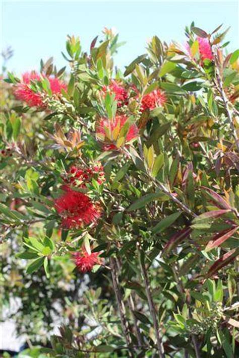 Callistemon Citrinus Jeffersii Devil Mountain Wholesale Nursery