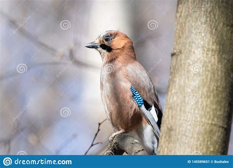 Glandarius Del Garrulus De Jay Del Eurasi Tico Imagen De Archivo