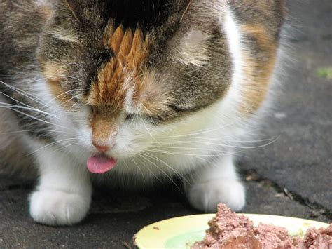 Можно ли кормить кошек мясом? - Домашние кошки